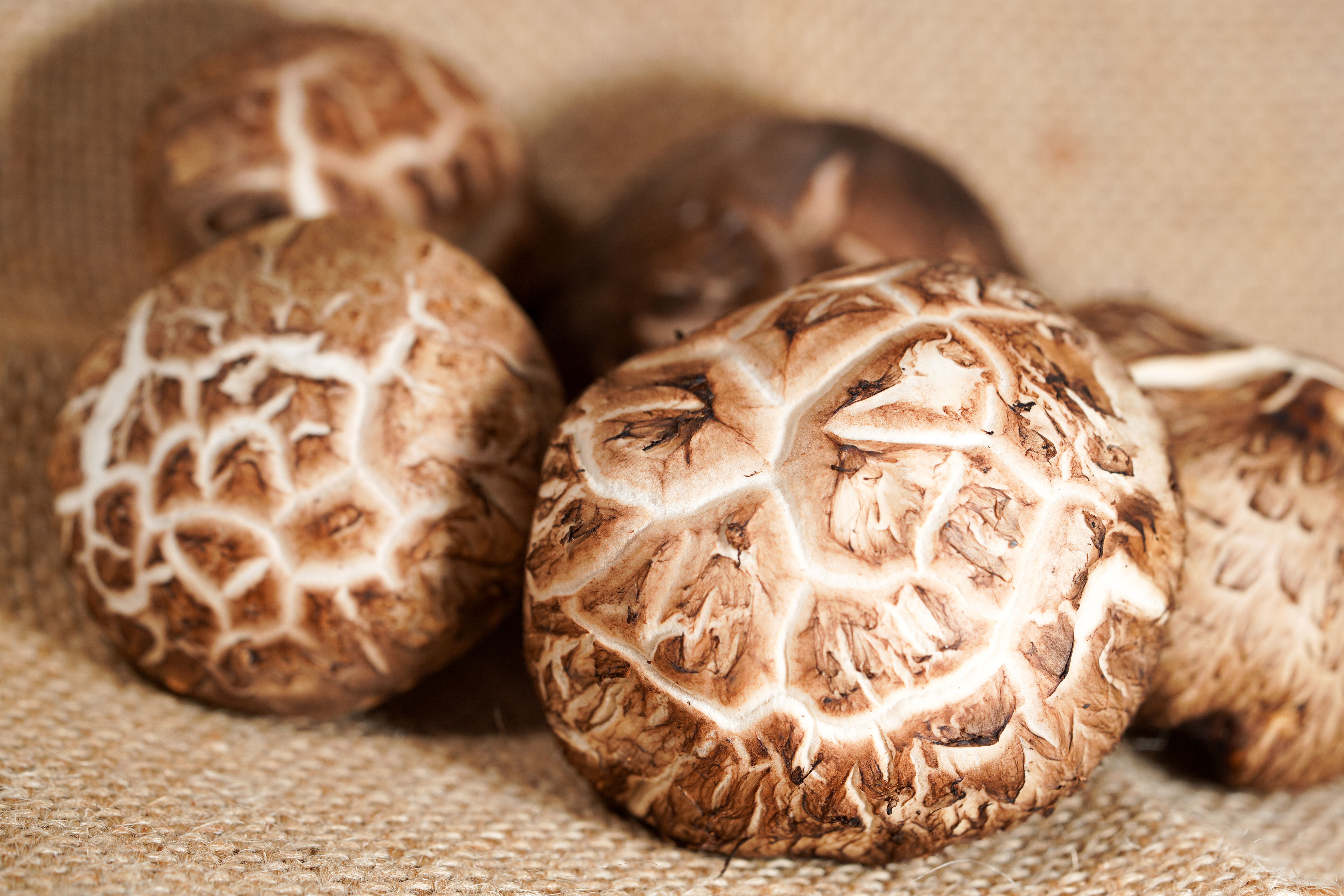 Shiitake: The Ancient Forest Mushroom That Belongs in Your Wellness Routine