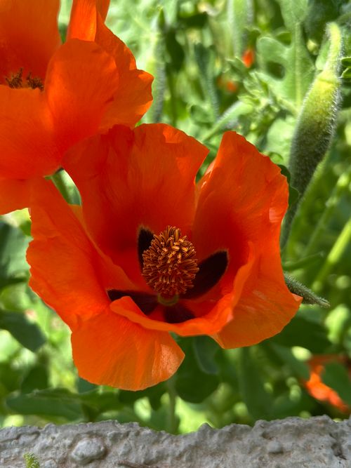 Free Close-up of a vibrant red poppy flower in full bloom under bright sunlight. Stock Photo