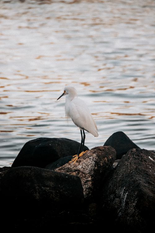 Free A Snowy Egret perched on rocks by calm waters at sunset, reflecting warm tones. Stock Photo