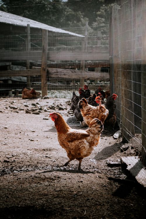 Free A group of chickens enjoying a sunny day in an open farmyard area. Stock Photo