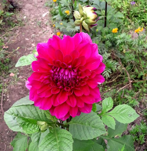 Free stock photo of beautiful flower, pink flower Stock Photo