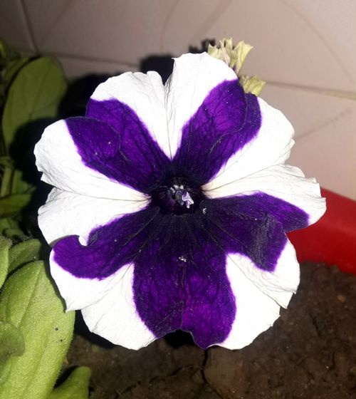 Free stock photo of beautiful flower, purple flower Stock Photo