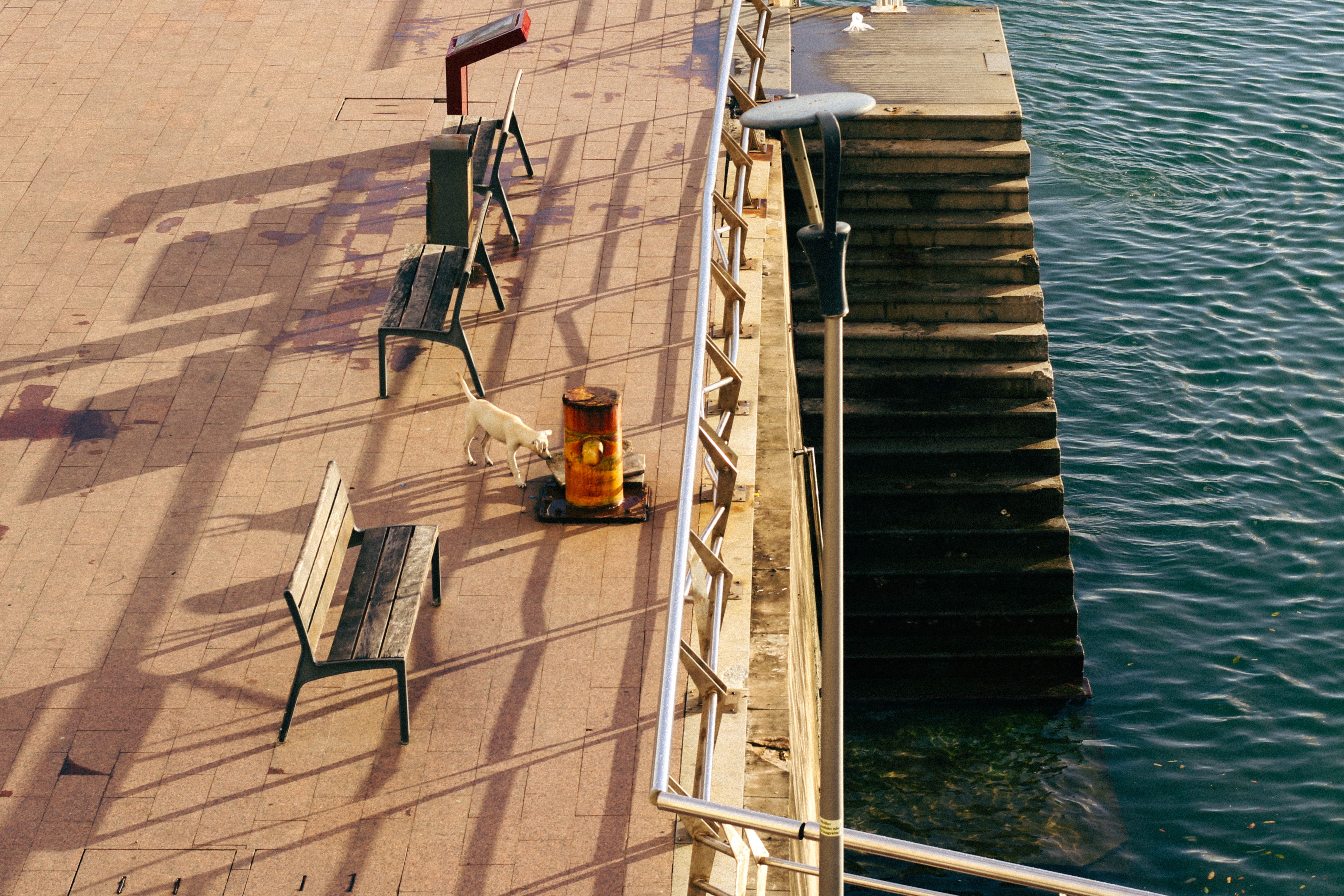 Seaside Promenade with Benches and a Seagull · Free Stock Photo