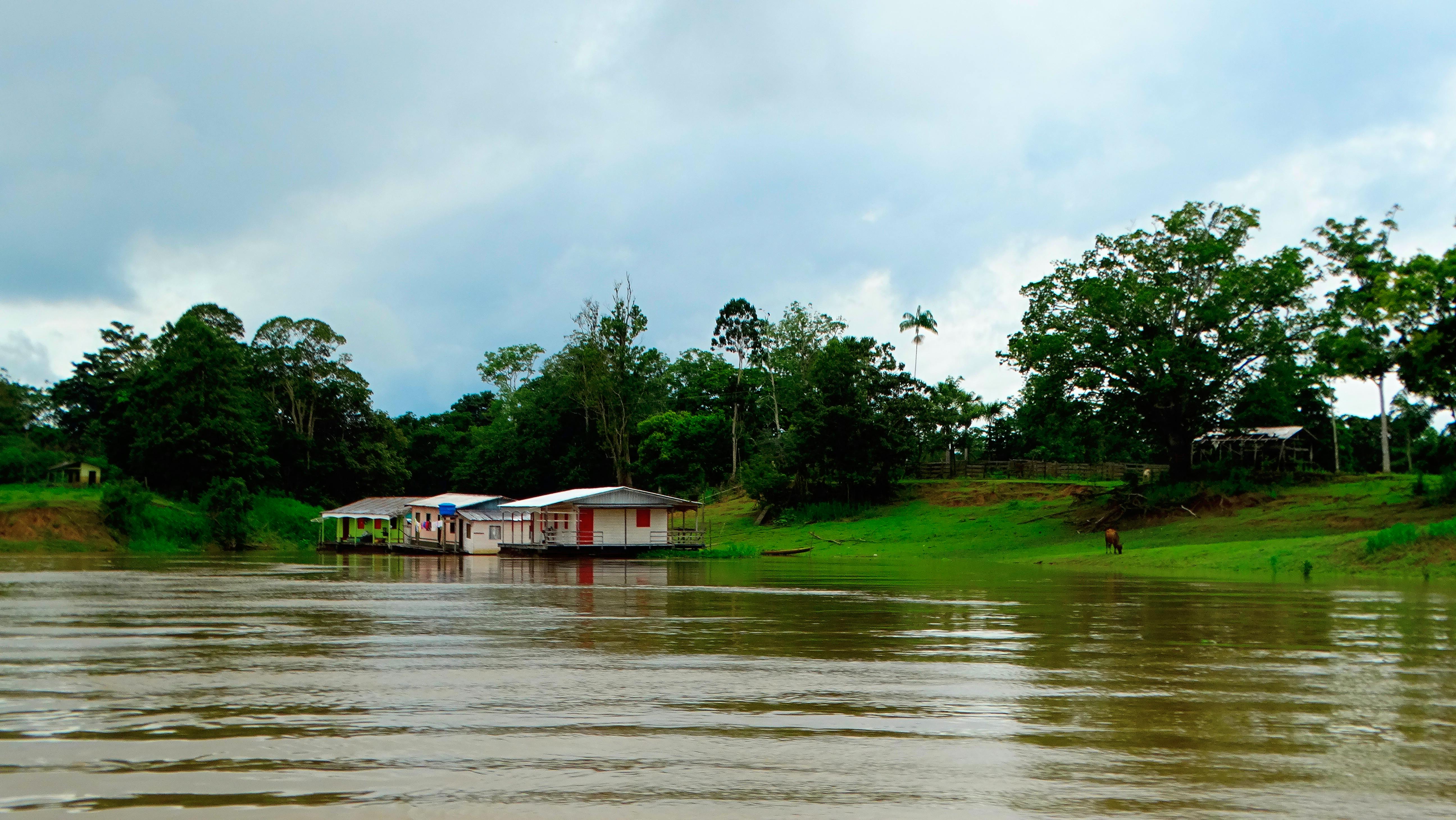 Free stock photo of amazon, amazonia, rainforest