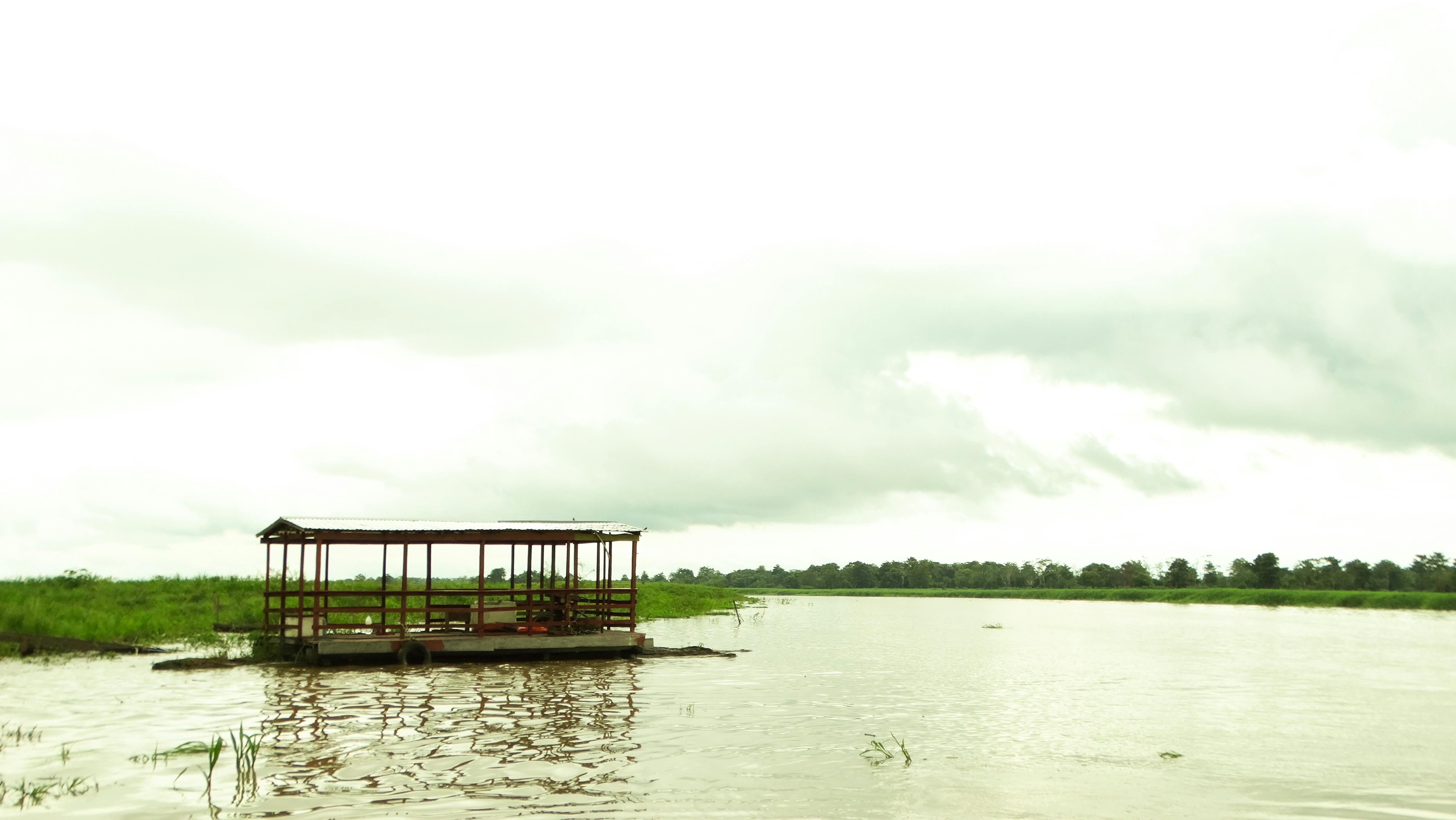 Free stock photo of amazon, amazonia, rainforest