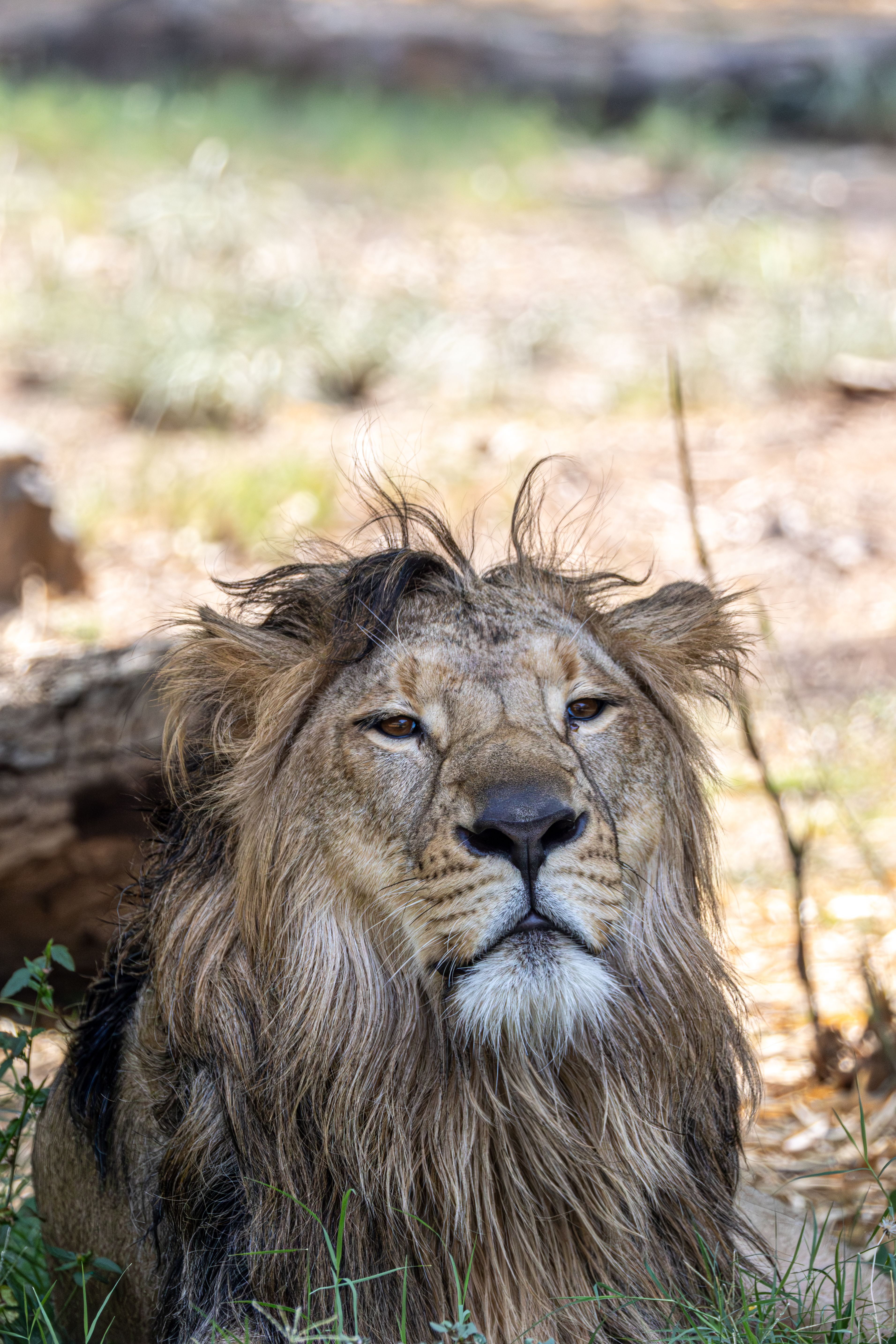 A powerful African lion rests in the wild, showcasing its regal mane in a sunlit setting.