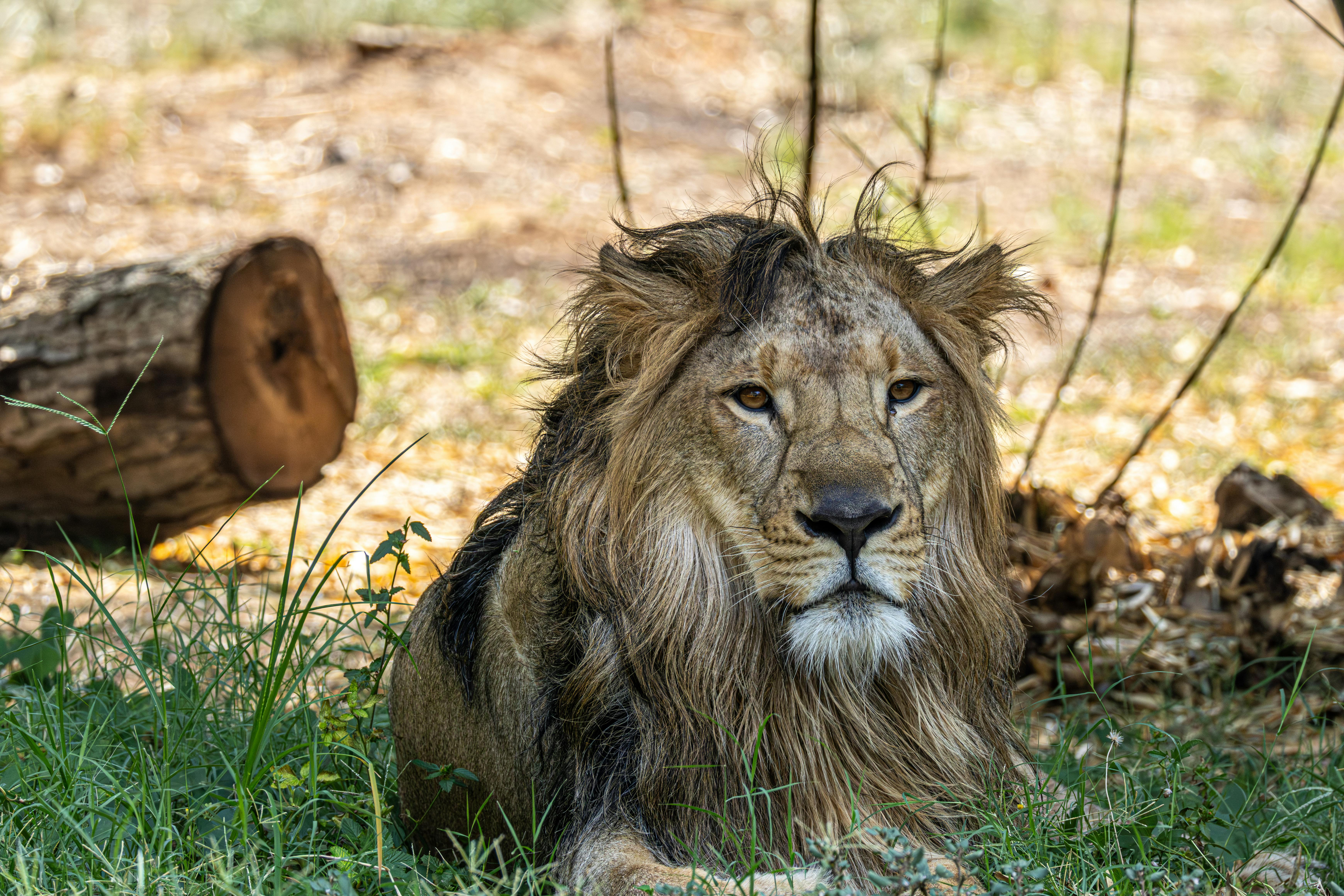 The African Lion Roars In Real Time: Exercise African Lion 2026, Morocco’s Strategic Centrality, And The Geopolitics Of A Fra