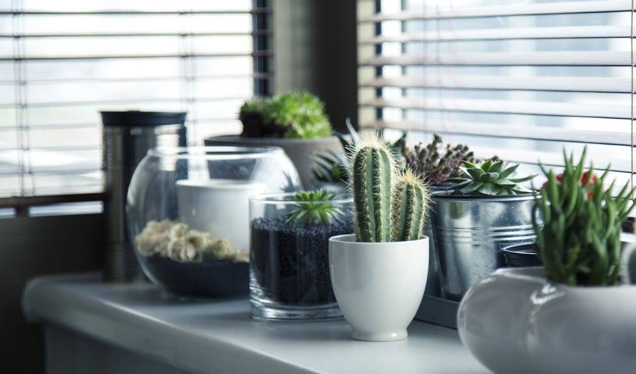 Free Cactus Plant on Top White Table Stock Photo