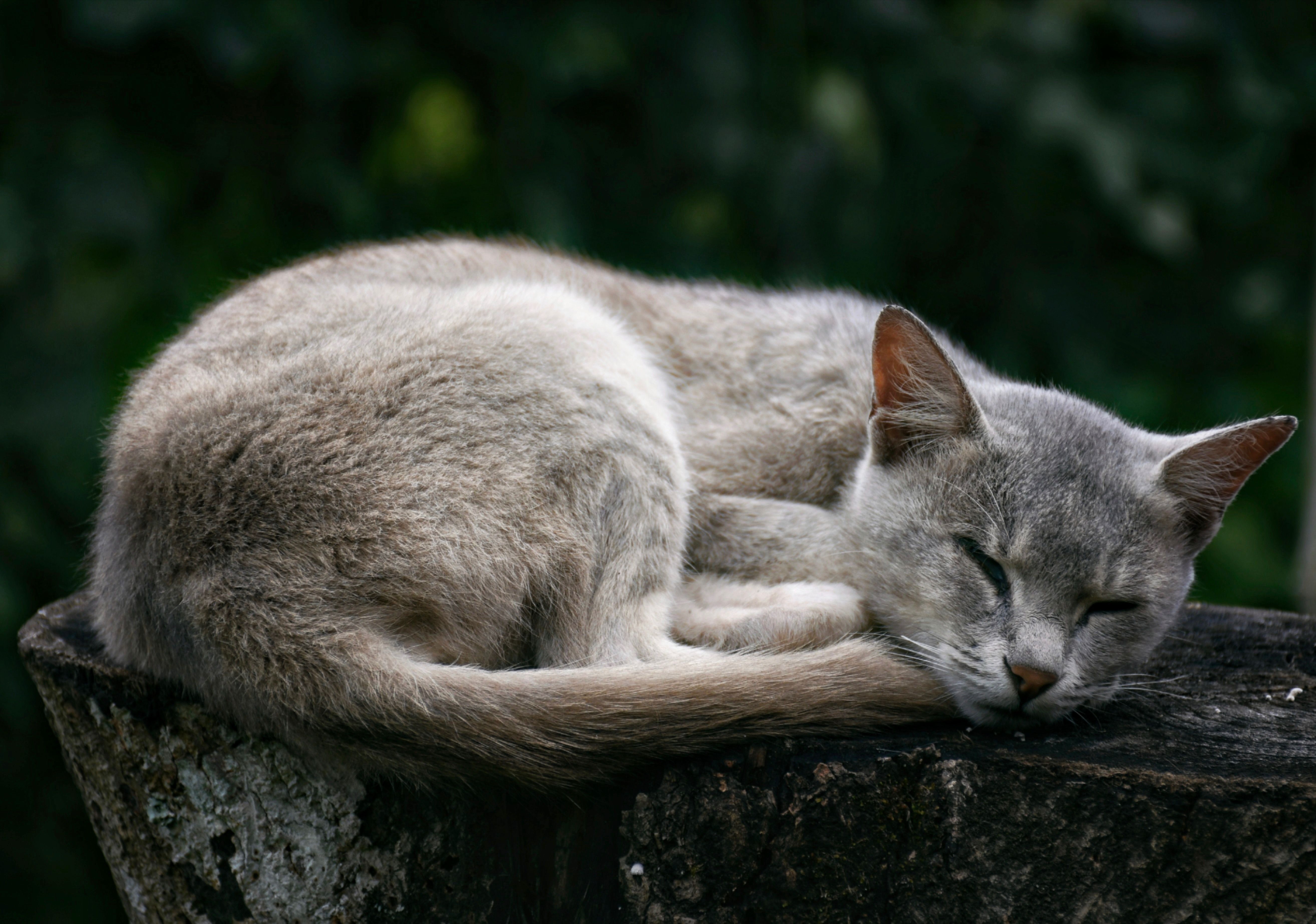 A gray cat takes a peaceful nap on a tree stump in a serene outdoor setting in Nepal.