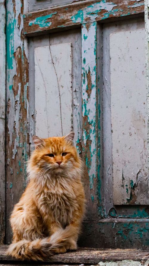 Free Orange fluffy cat resting outside a worn, peeling wooden door with rustic charm. Stock Photo