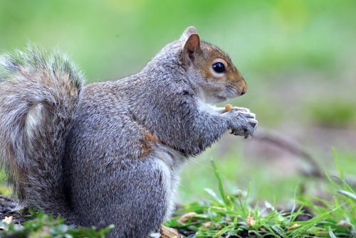 Free A detailed shot of a grey squirrel holding and nibbling on a nut outdoors. Stock Photo