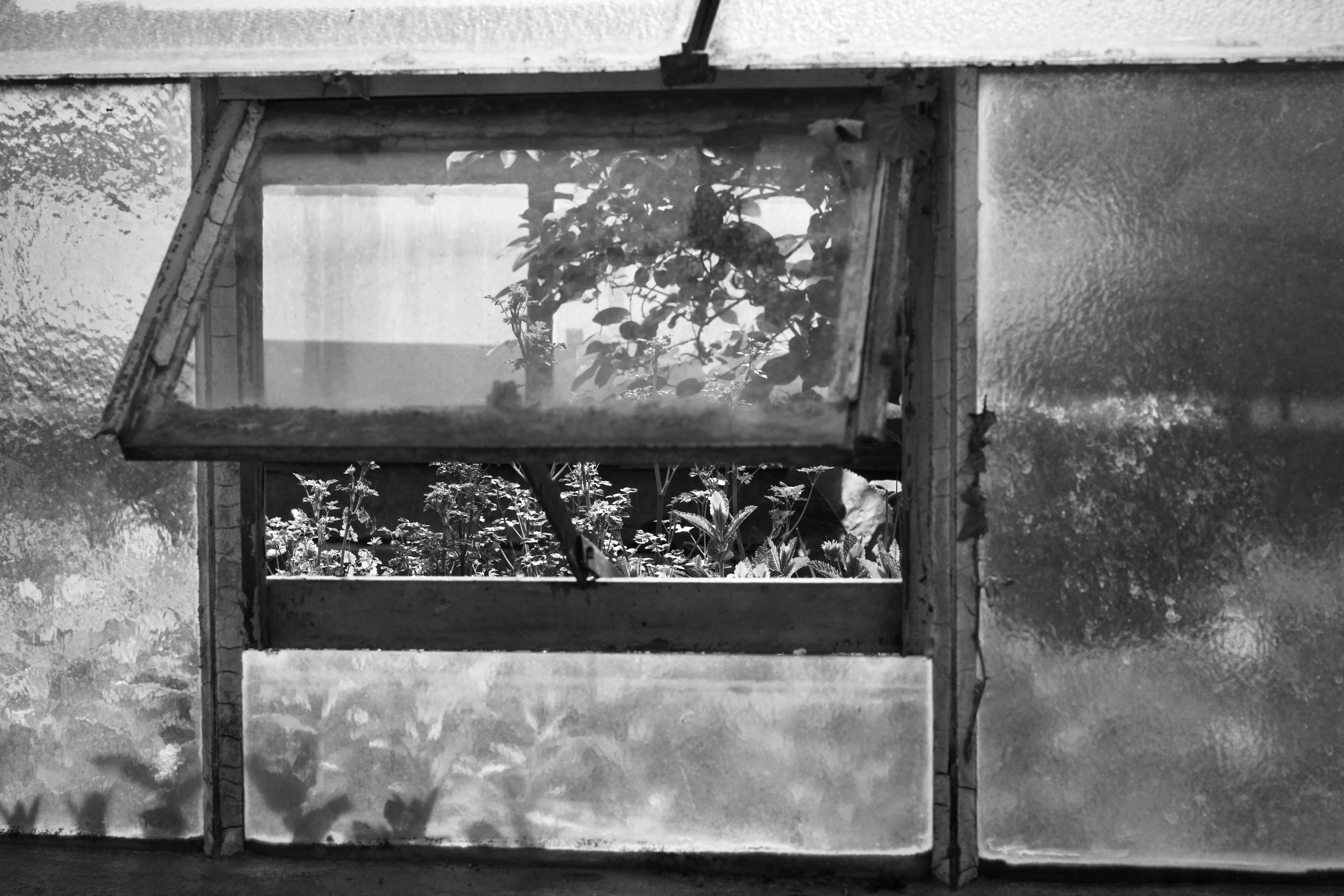 Rustic greenhouse window revealing lush garden outside in monochrome.
