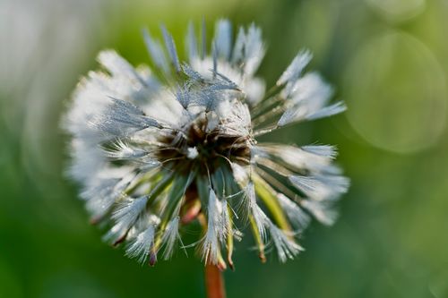 Free Macro shot of a dewy dandelion with backlit softness, captured in a lush green setting. Stock Photo