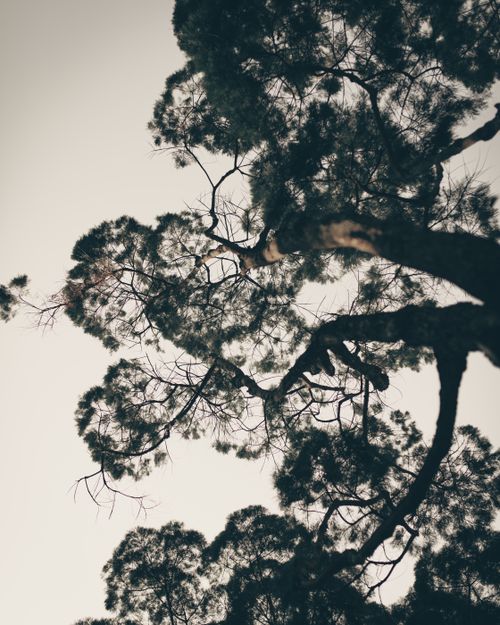 Free A captivating low angle shot of tree branches silhouetted against a gloomy overcast sky. Stock Photo