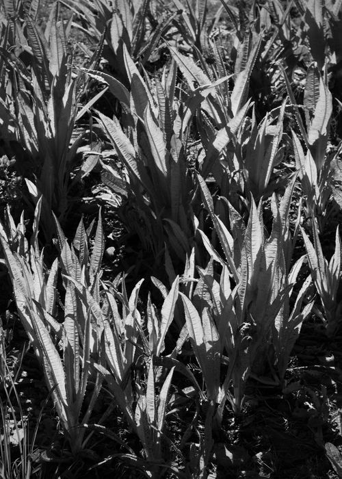 Free Black and white close-up of tall grasses with striking light and shadow contrast. Stock Photo
