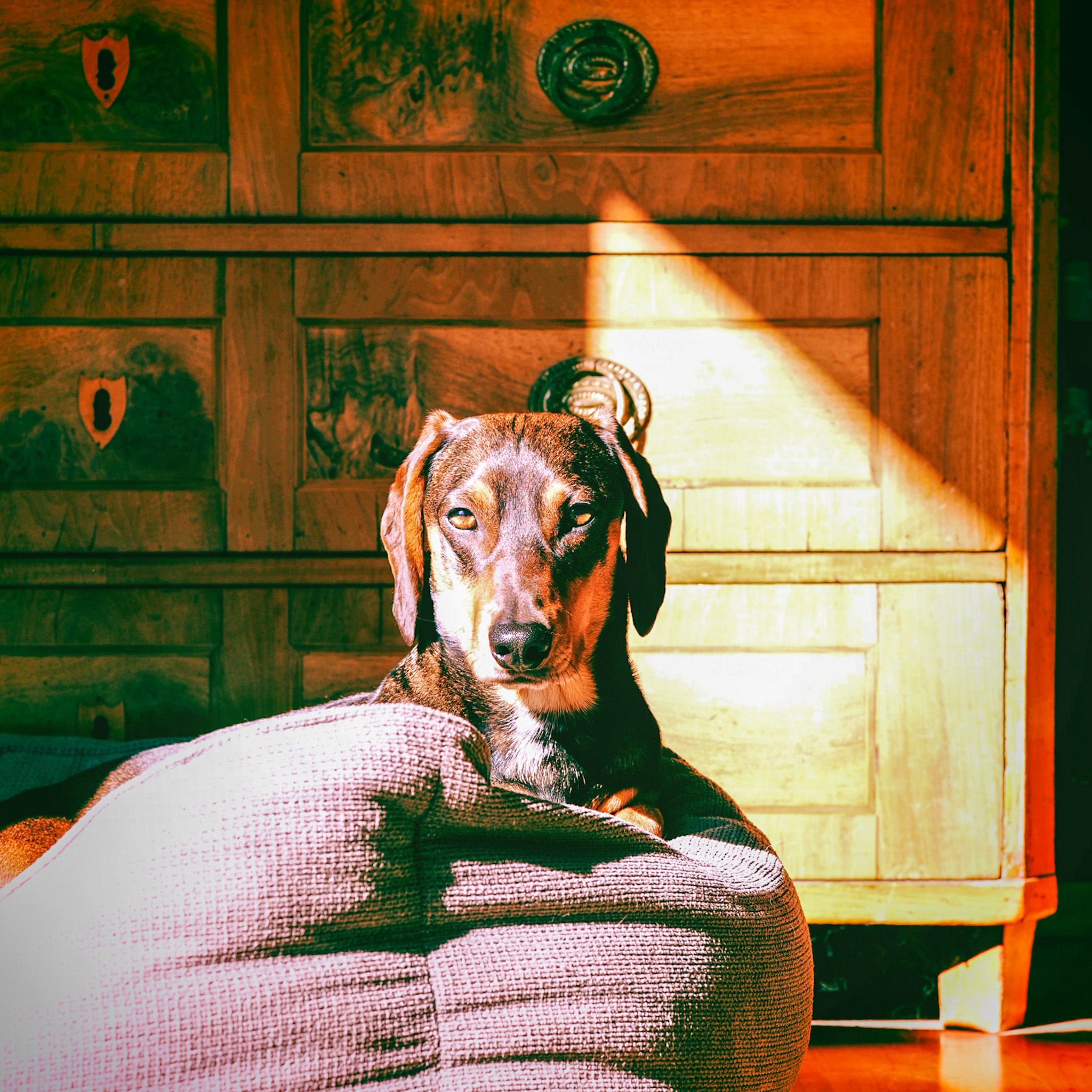 Dog relaxing indoors in cozy warm environment