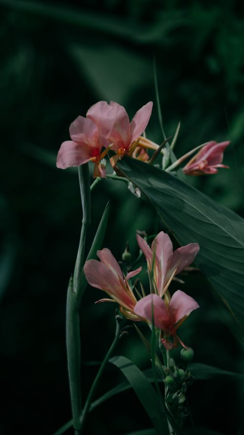 Free Serene pink canna lilies bloom amidst lush green leaves, capturing nature's tranquility. Stock Photo