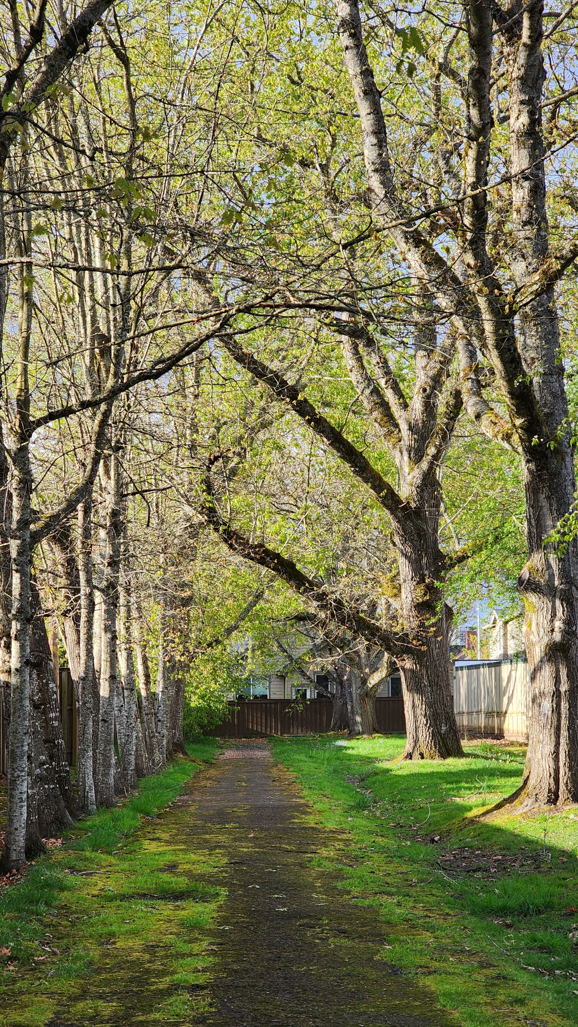 Springtime Path in a Suburban Neighborhood · Free Stock Photo