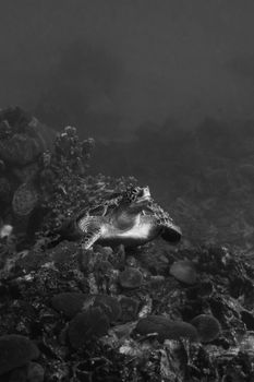 Black and white photo of a sea turtle swimming gracefully through a coral reef.