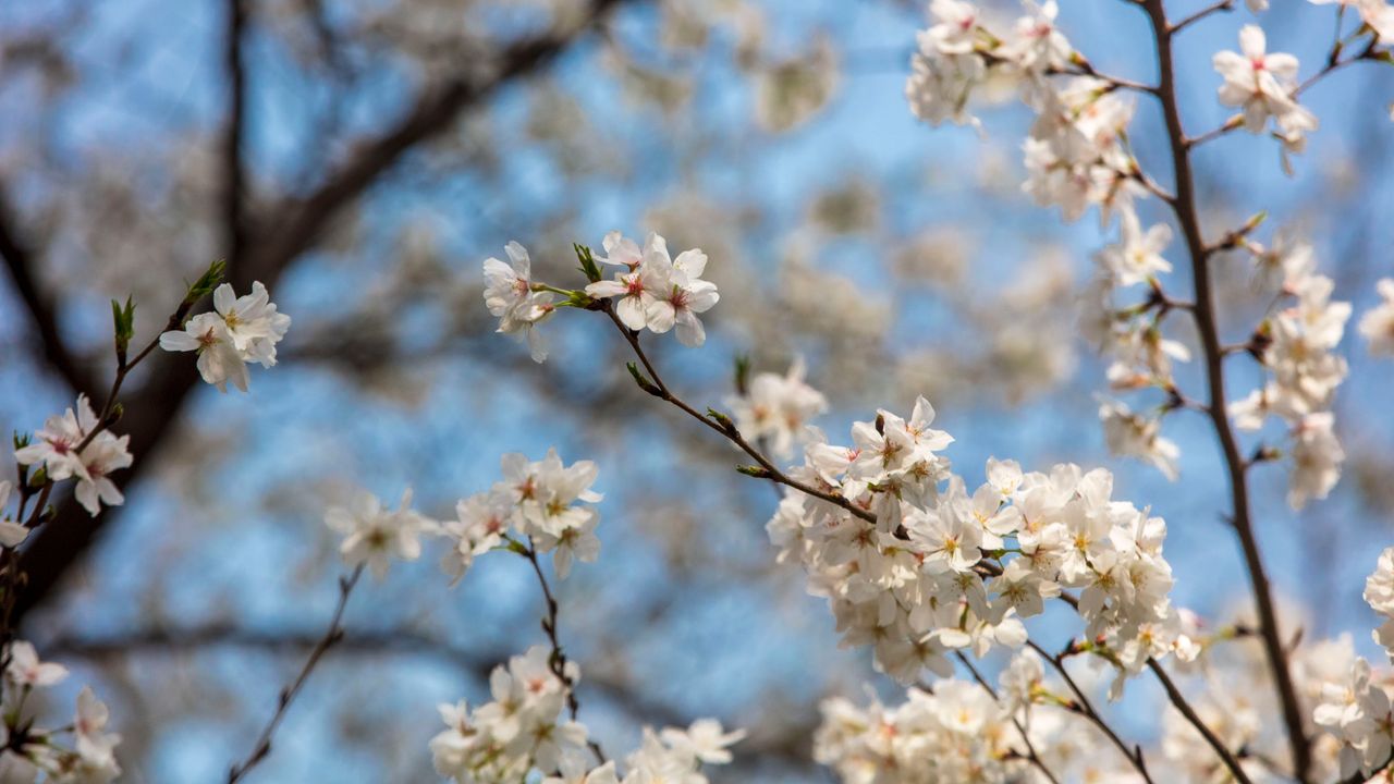 beautiful cherry blossoms blooming against a clear blue sky in spring