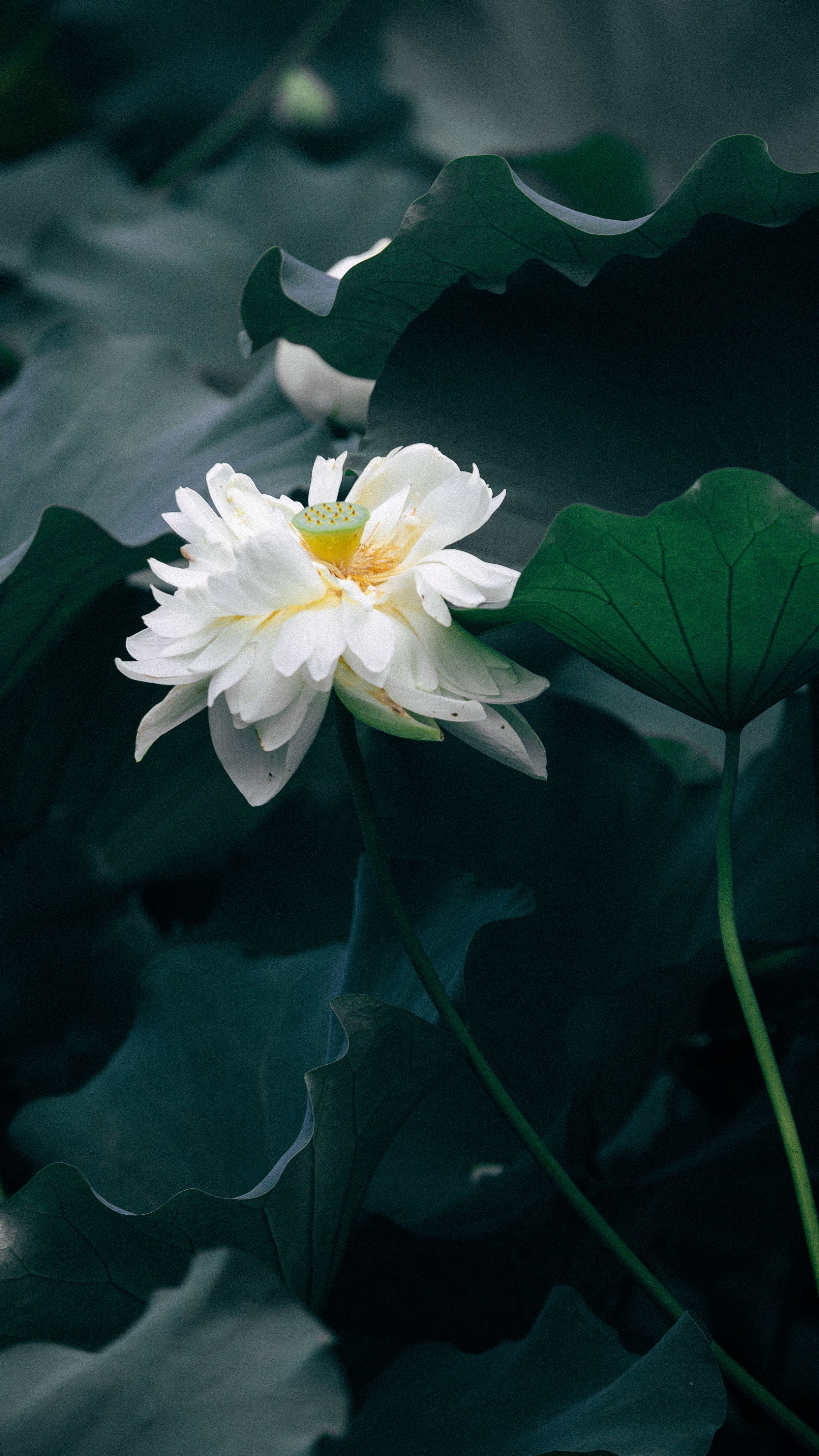 莲花 Photos, Download The BEST Free 莲花 Stock Photos & HD Images
