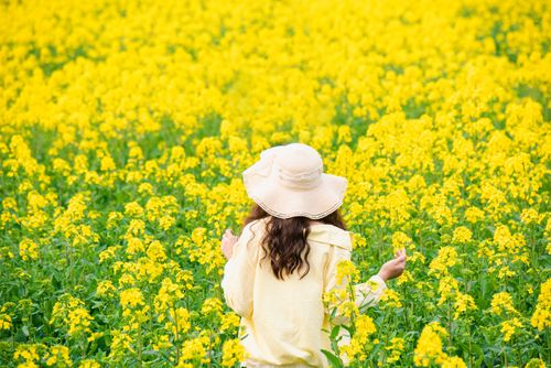 Free A woman in a sun hat stands amidst a vibrant yellow blooming canola field, enjoying a peaceful spring day. Stock Photo
