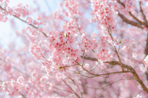 Free Beautiful cherry blossoms in full bloom during spring against a clear blue sky. Stock Photo