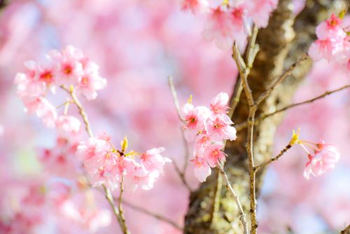 Free Vibrant pink cherry blossoms blooming on a sunny spring day. Stock Photo