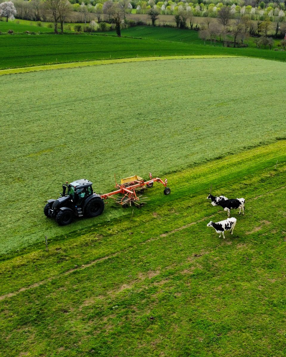 Aerial view of a tractor working in a green field beside grazing cows
