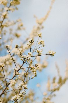Delicate blooming branches with white flowers set against a clear blue sky, evoking springtime freshness.