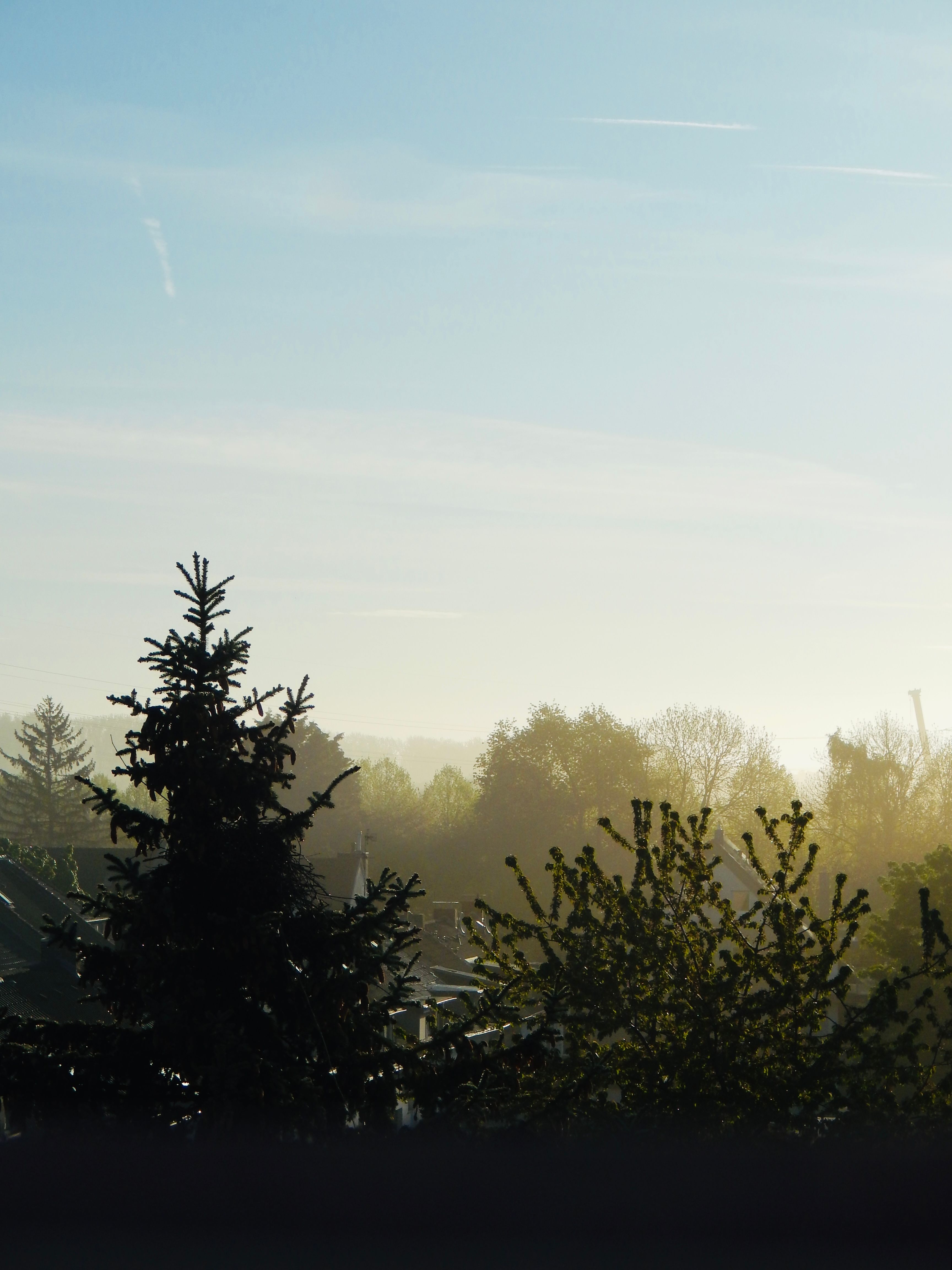 A tranquil view of trees with a clear sky and soft morning sunlight.