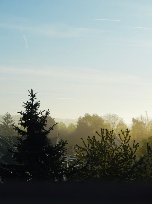 A tranquil view of trees with a clear sky and soft morning sunlight.