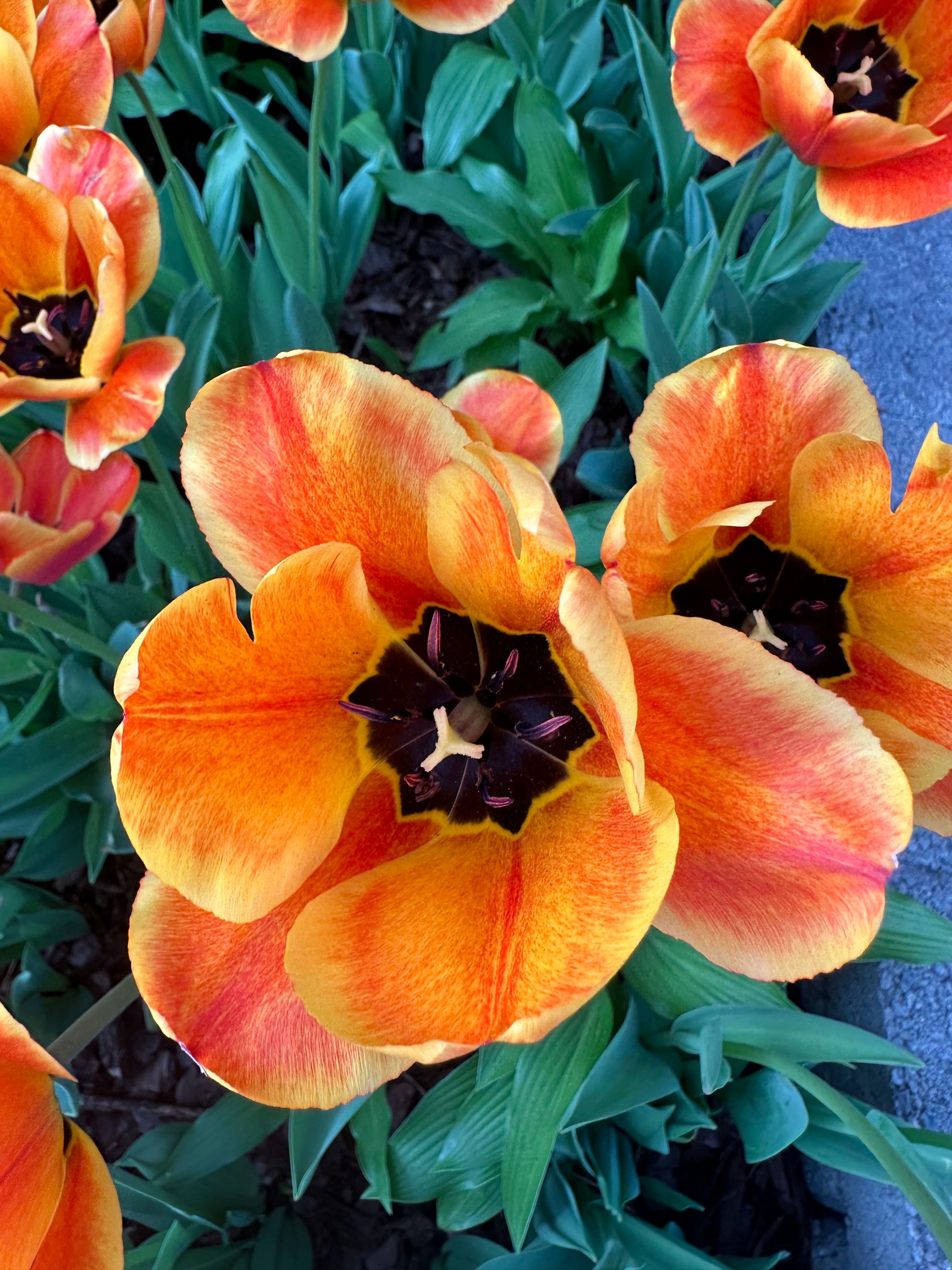 [ColoSach]-bright-orange-and-yellow-tulips-with-green-leaves-basking-in-daylight,-showcasing-stunning-natural-beauty.