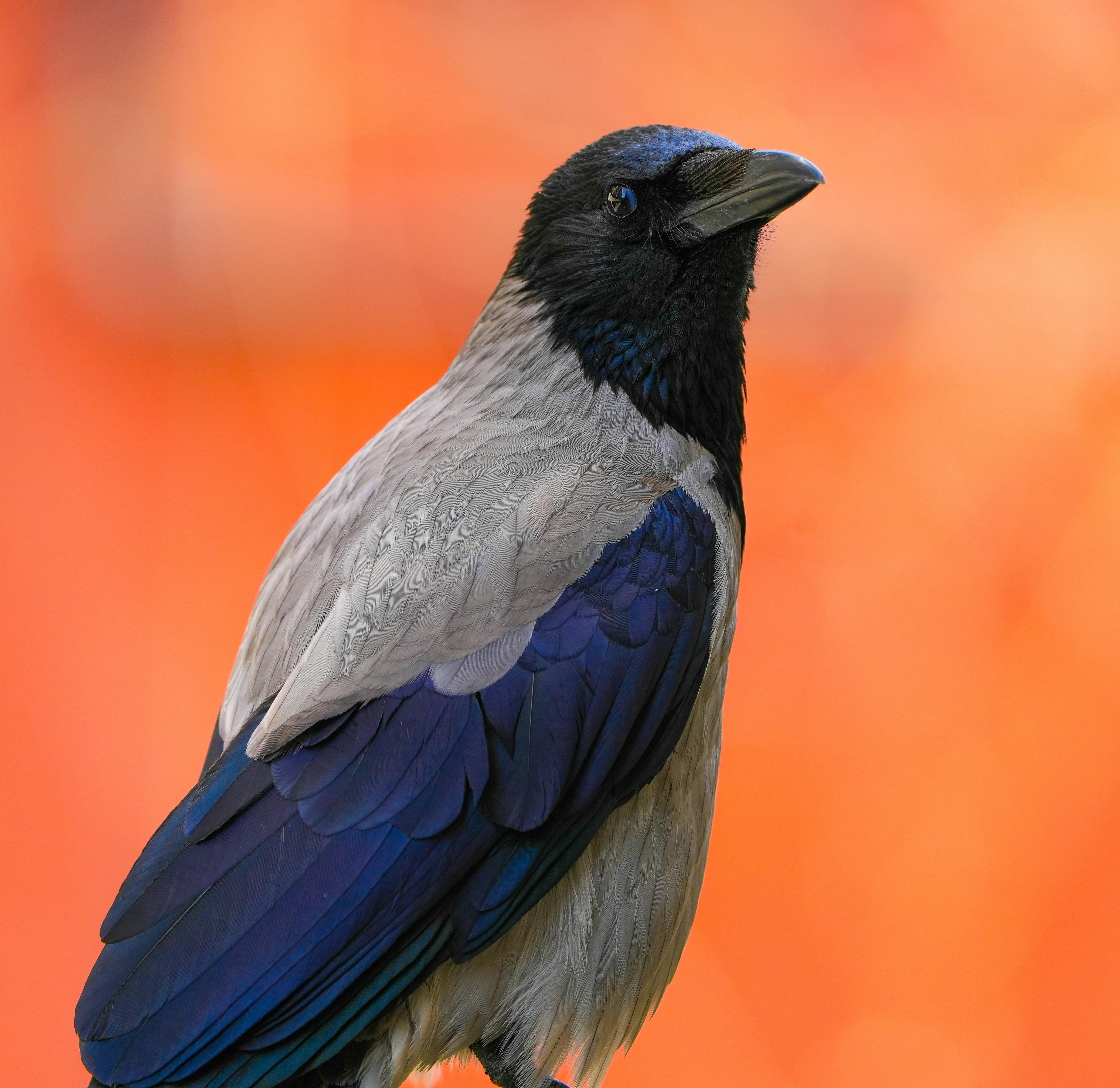 Detailed portrait of a hooded crow with vibrant background, captured in Istanbul.