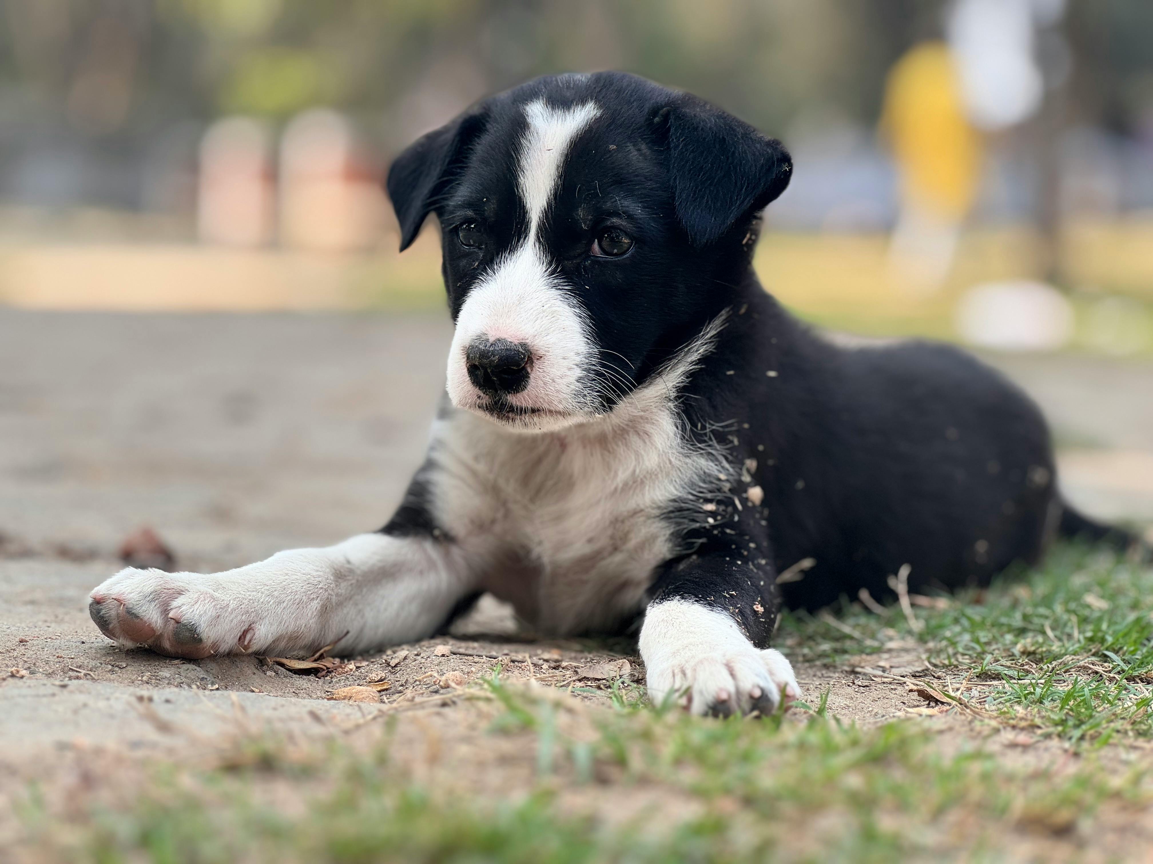 Spring Season Pet Safety Tips - WGN — Photo by AKASH SINGH YADAV on Pexels