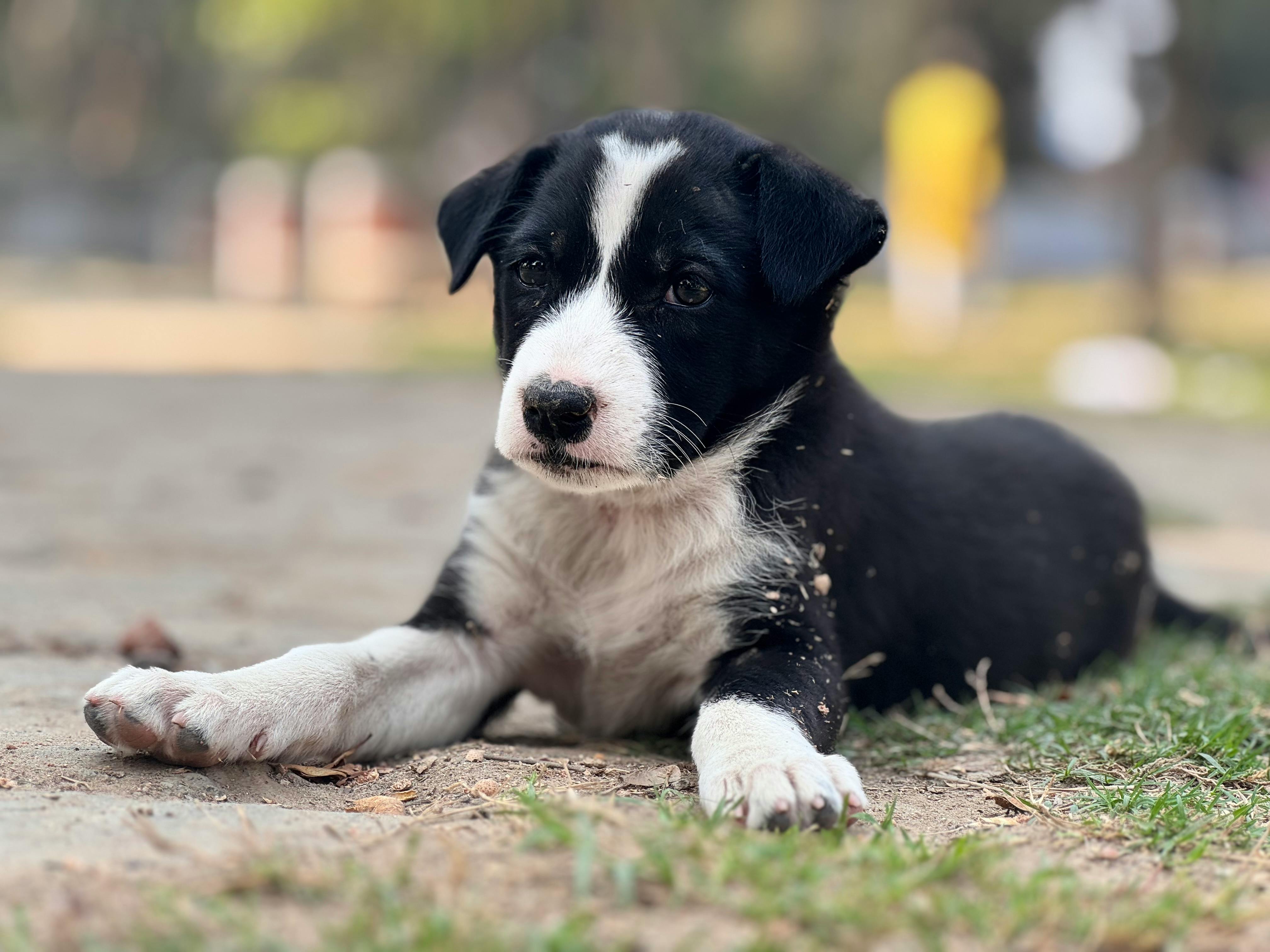 pet care, pet health, pet safety, pet grooming — Photo by AKASH SINGH YADAV on Pexels
