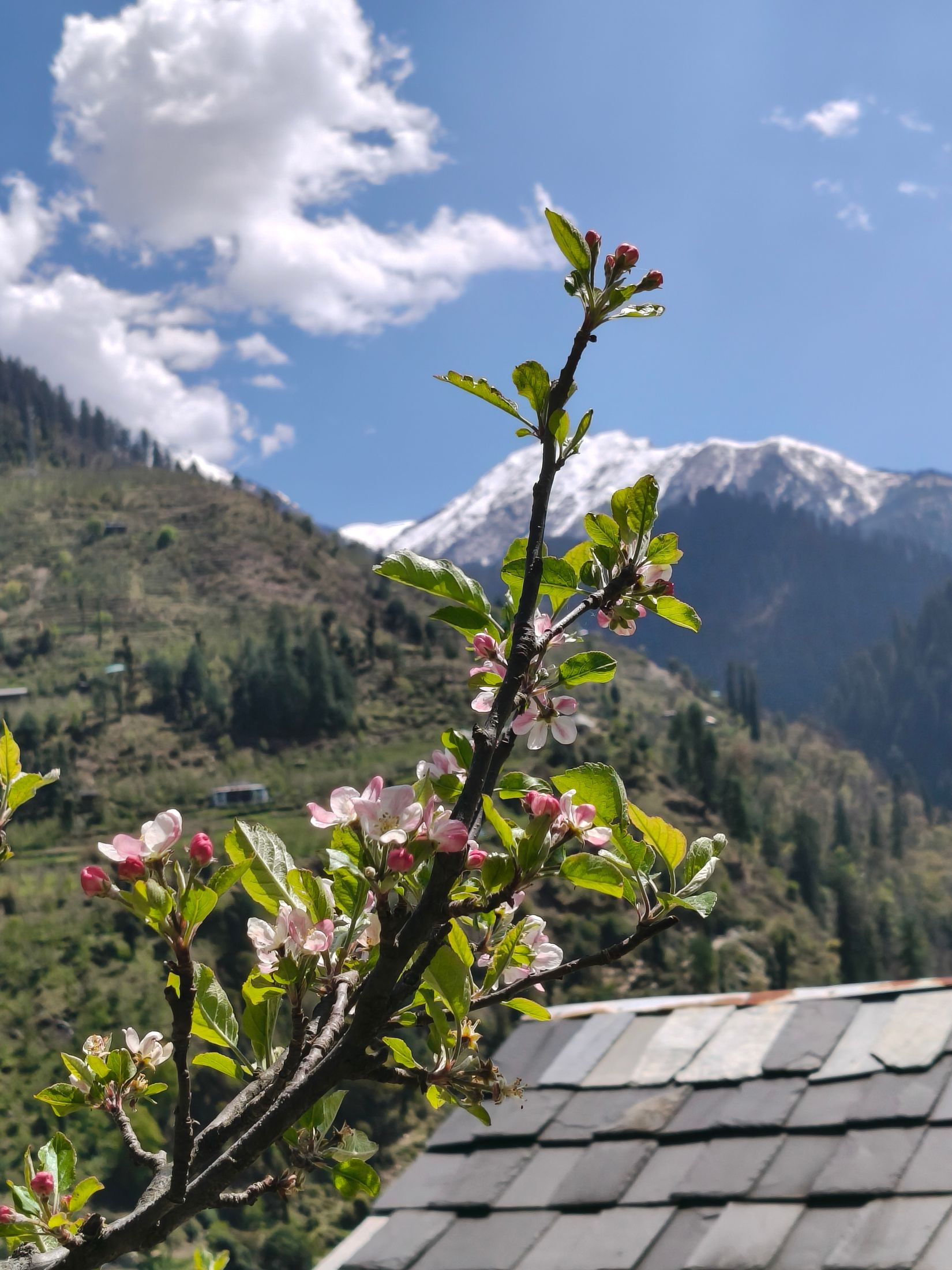 Apple blossom with snow-capped mountains in the Kashmir valley