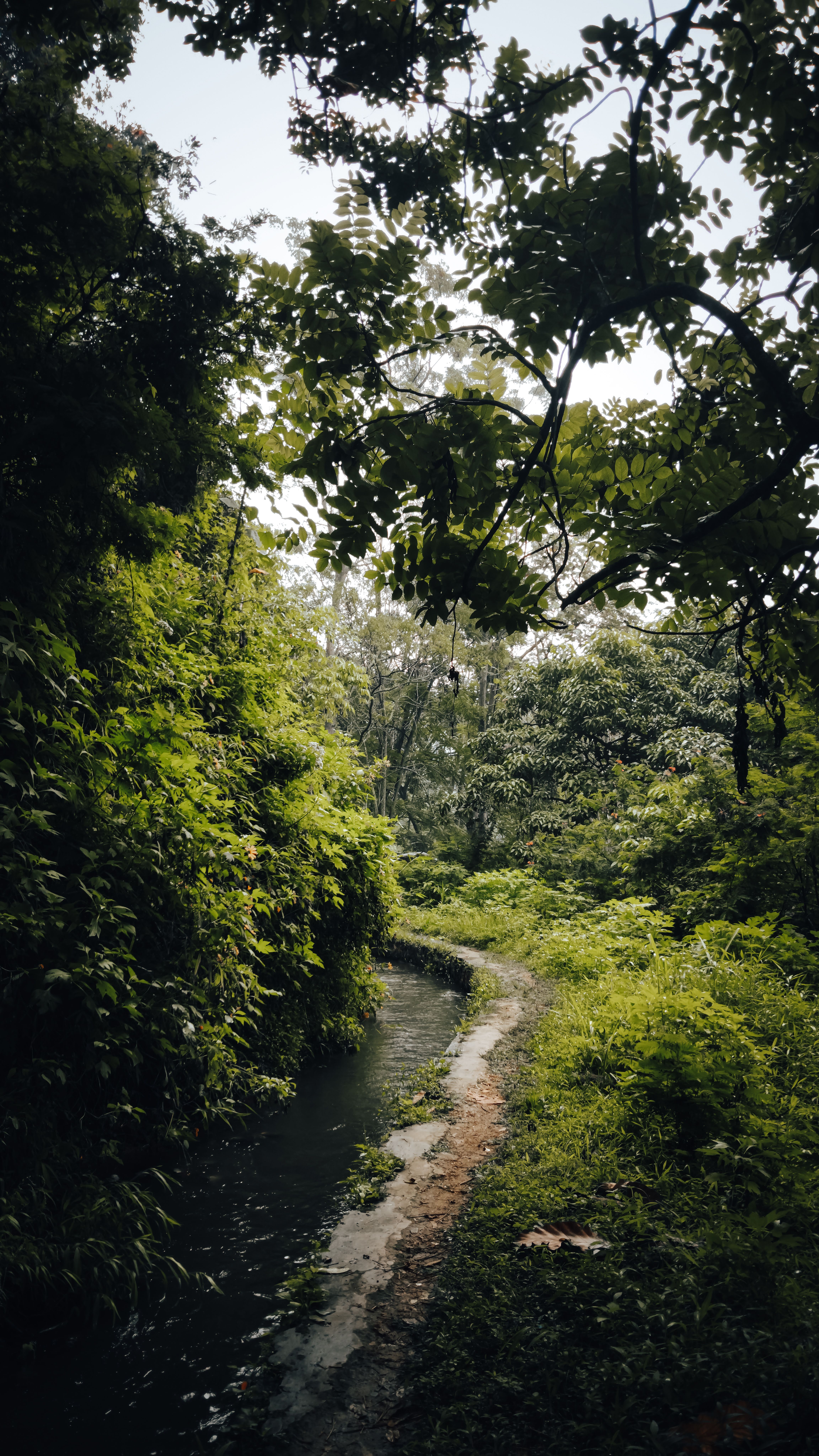 A tranquil forest pathway surrounded by dense greenery and overhanging branches.