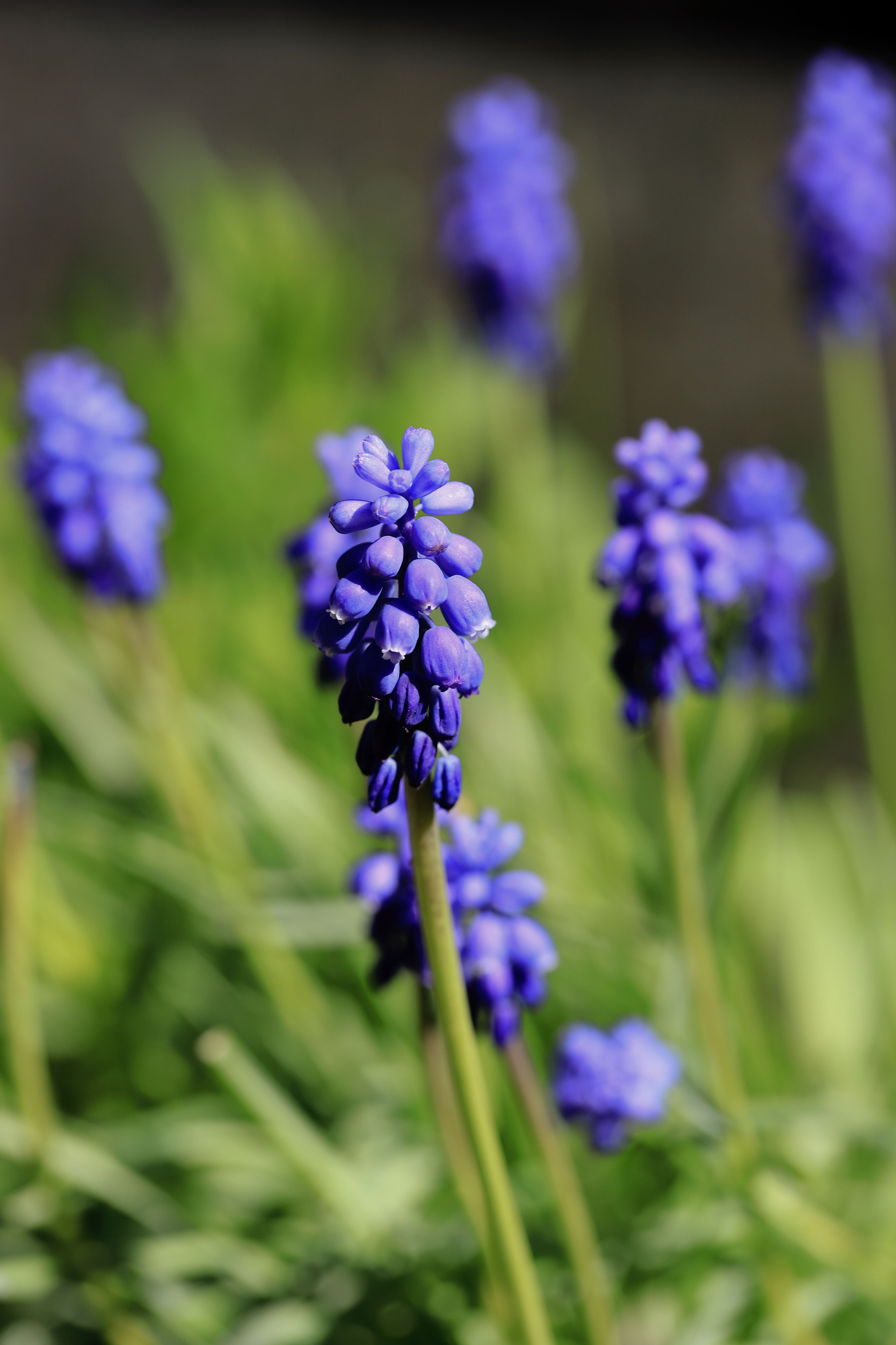 [ColoSach]-close-up-of-bright-grape-hyacinths-against-a-lush-green-background,-symbolizing-spring.
