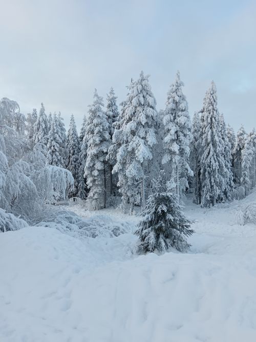 Free A tranquil winter scene featuring snow-laden trees in a serene forest setting. Stock Photo