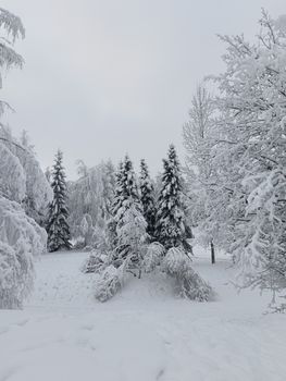 Snow-covered trees in a tranquil forest create a serene winter wonderland.