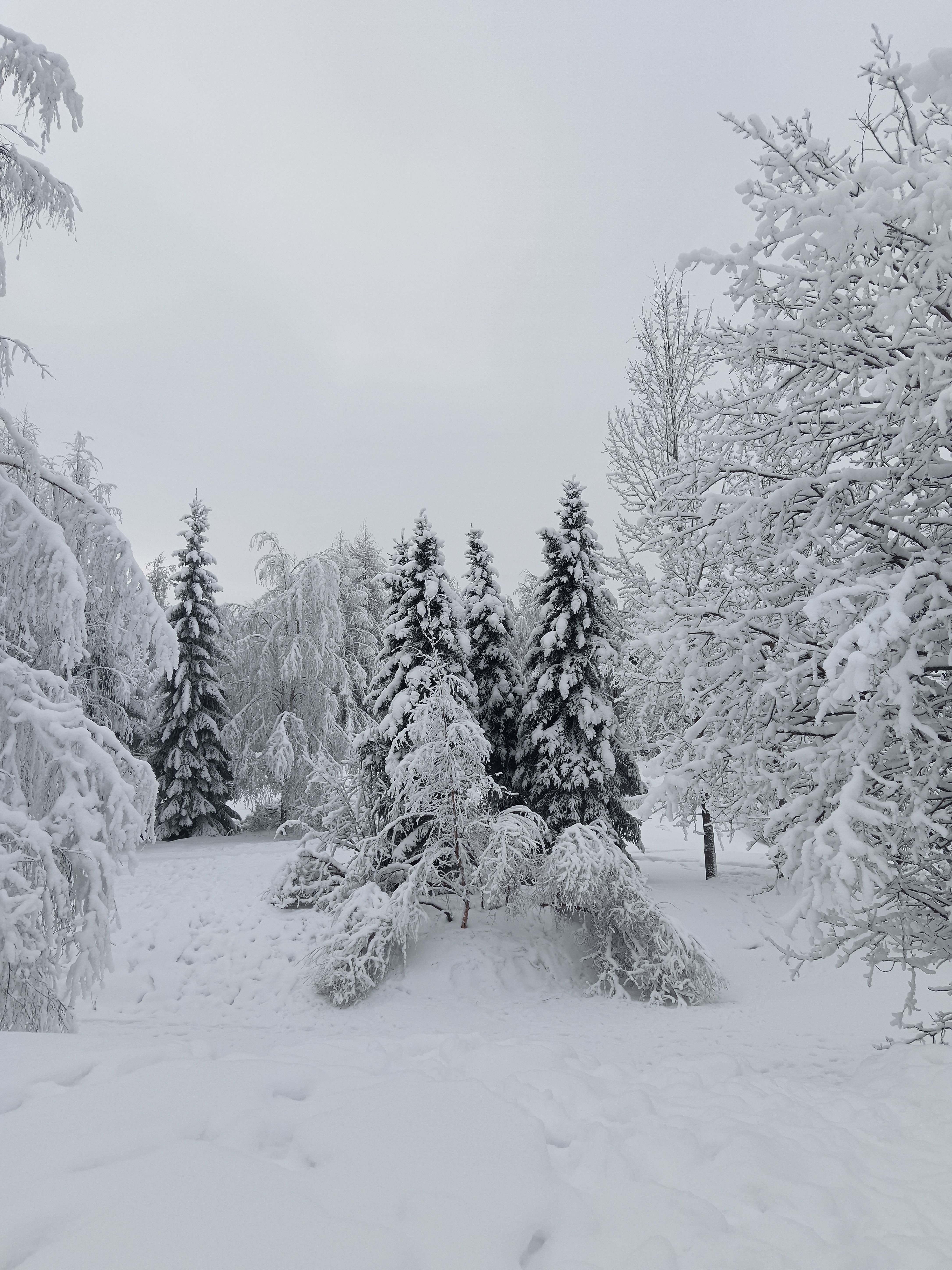 Serene Winter Wonderland Forest Scene · Free Stock Photo