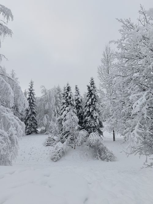 Free Snow-covered trees in a tranquil forest create a serene winter wonderland. Stock Photo