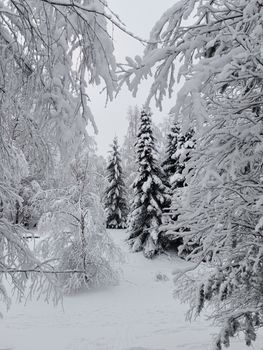Scenic view of a snowy forest with frost-covered trees on a winter day.