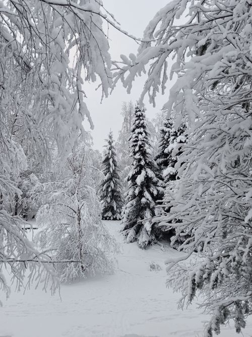 Free Scenic view of a snowy forest with frost-covered trees on a winter day. Stock Photo