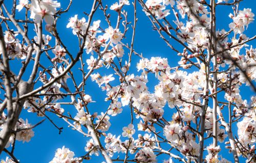 Free Beautiful cherry blossoms in full bloom with a vibrant blue sky, capturing the essence of spring. Stock Photo