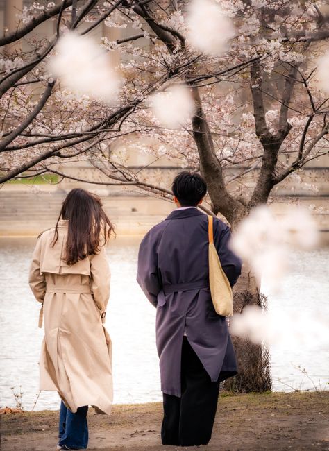 A couple walks by a river under cherry blossoms in full bloom, exuding a serene springtime atmosphere.