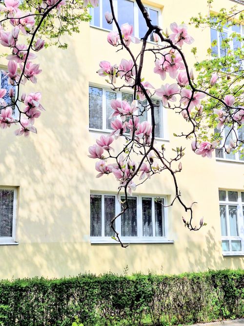 Free Magnolia flowers bloom against a sunny building, showcasing spring's beauty in an urban environment. Stock Photo