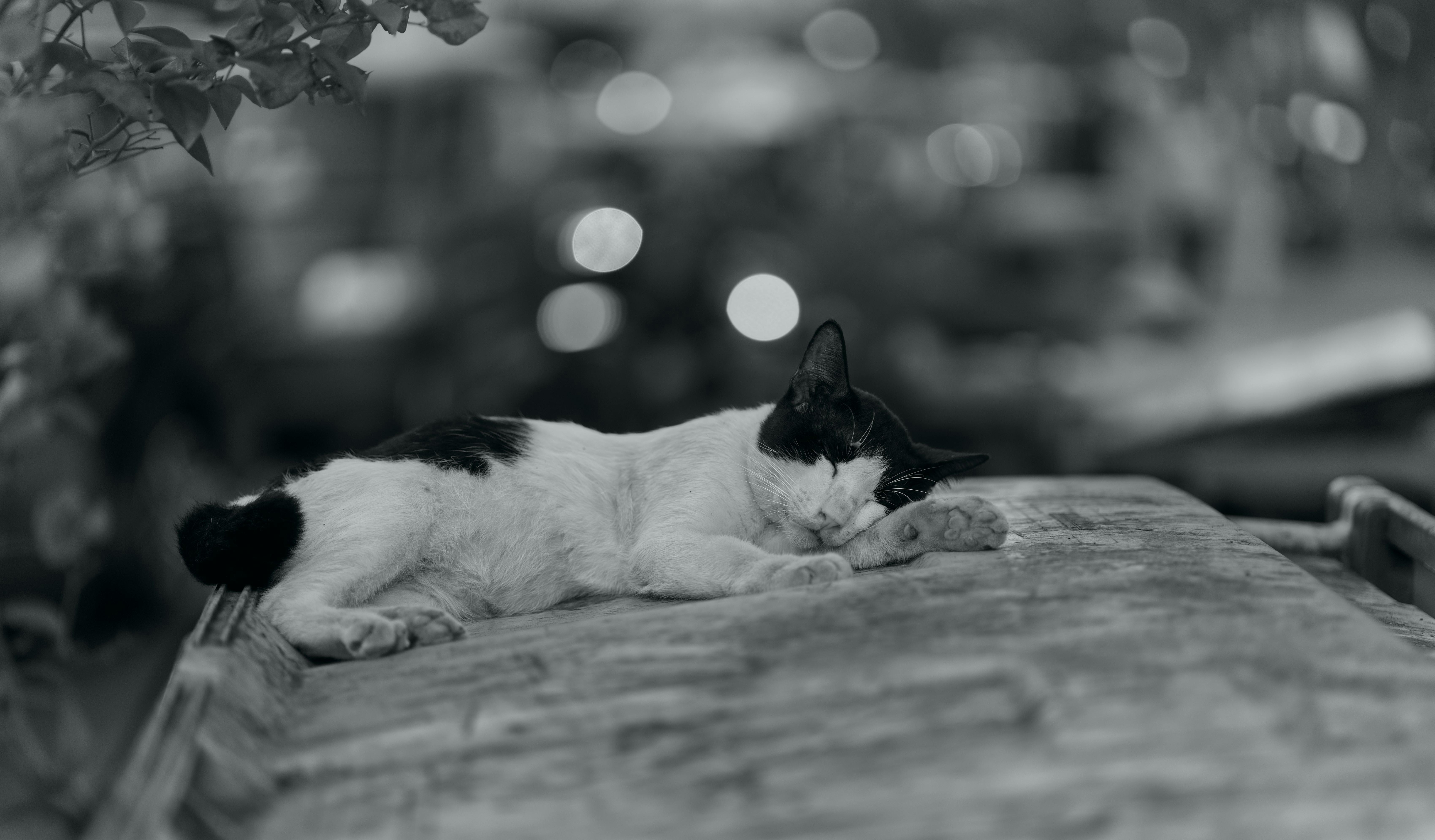 MoonBrew Launches Sleep + Creatine To Support Overnight Muscle Recovery — Photo by Andhika Indra Pratama on Pexels