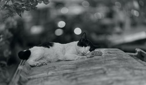 Free A black and white cat peacefully sleeping on an outdoor surface in a bokeh-filled setting. Stock Photo
